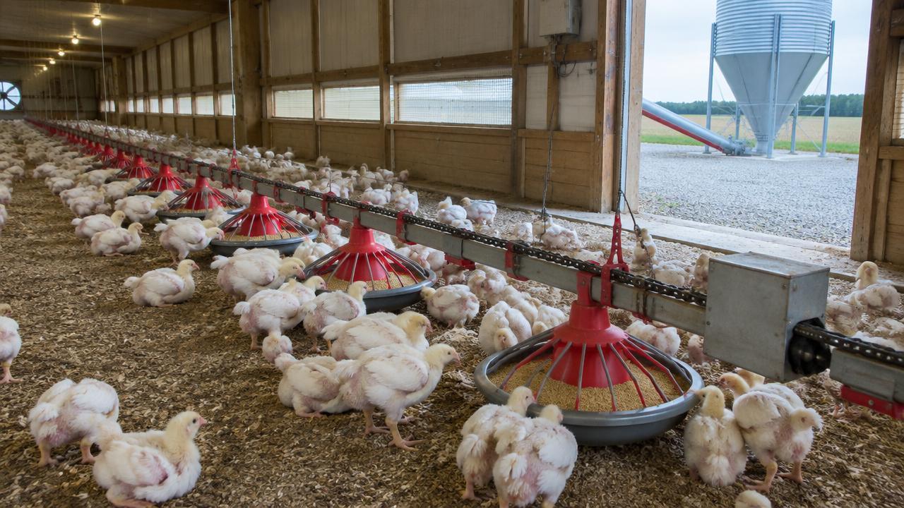 Broilers eating from automatic pan feeders with a feed silo outside the house